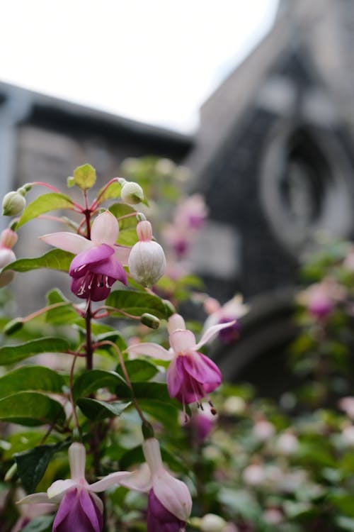 Blooming Fuschia Flowers in the Garden