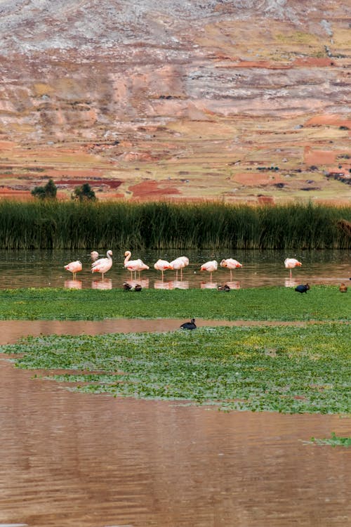 Free stock photo of birds, flamingo, flamingoes