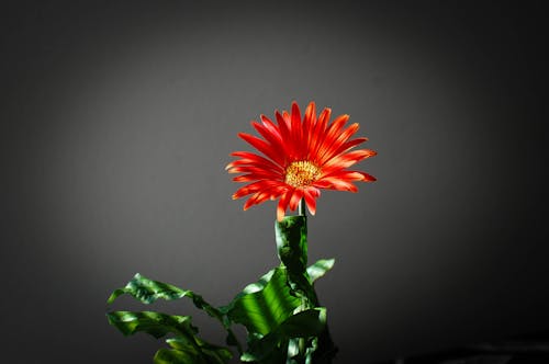 Foto En Primer Plano De Flor De Pétalos Rojos En Fondo Negro