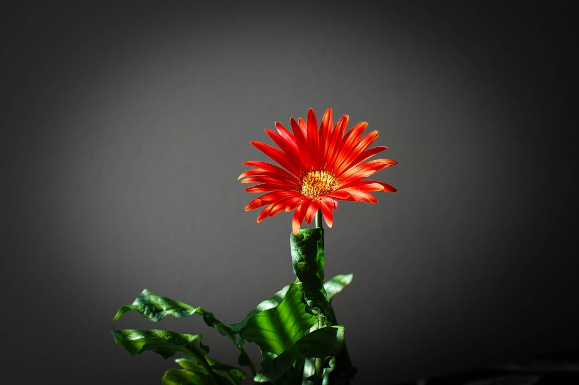 무료 검은 바탕에 붉은 꽃잎이 달린 꽃의 근접 촬영 사진 스톡 사진