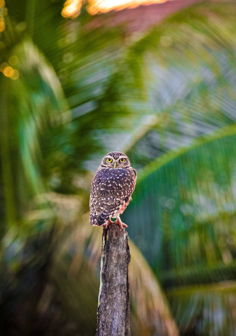 Burrowing Owl Perched On Tree Branch