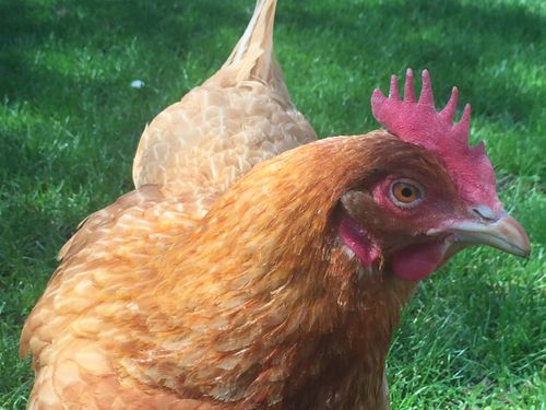 Free stock photo of chicken, close up chicken, close up hen Stock Photo