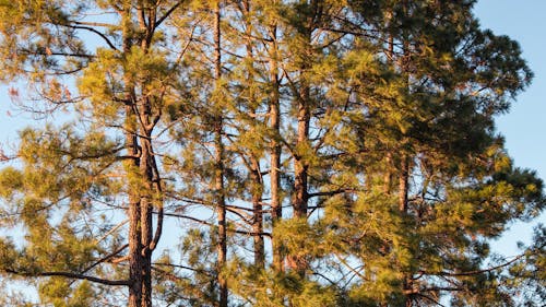 Gratis stockfoto met bomen, Bos, dennen