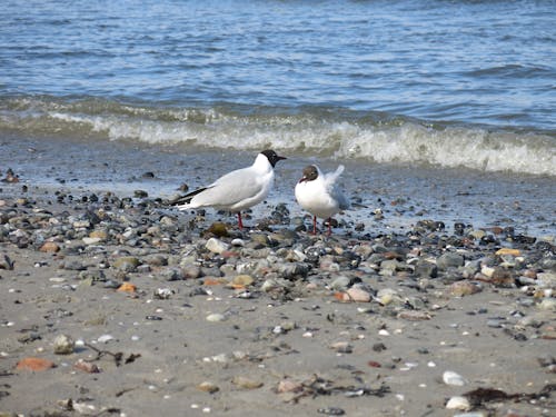 Free stock photo of beach, gull, sea