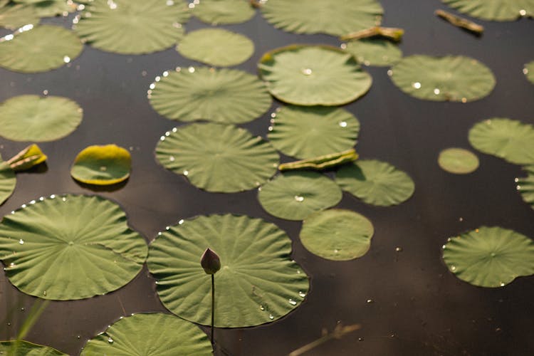 Green Water Lily Pads On Water