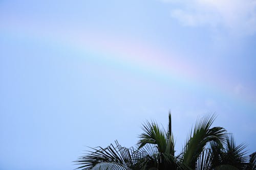 Бесплатное стоковое фото с голубое небо, на открытом воздухе, пальма