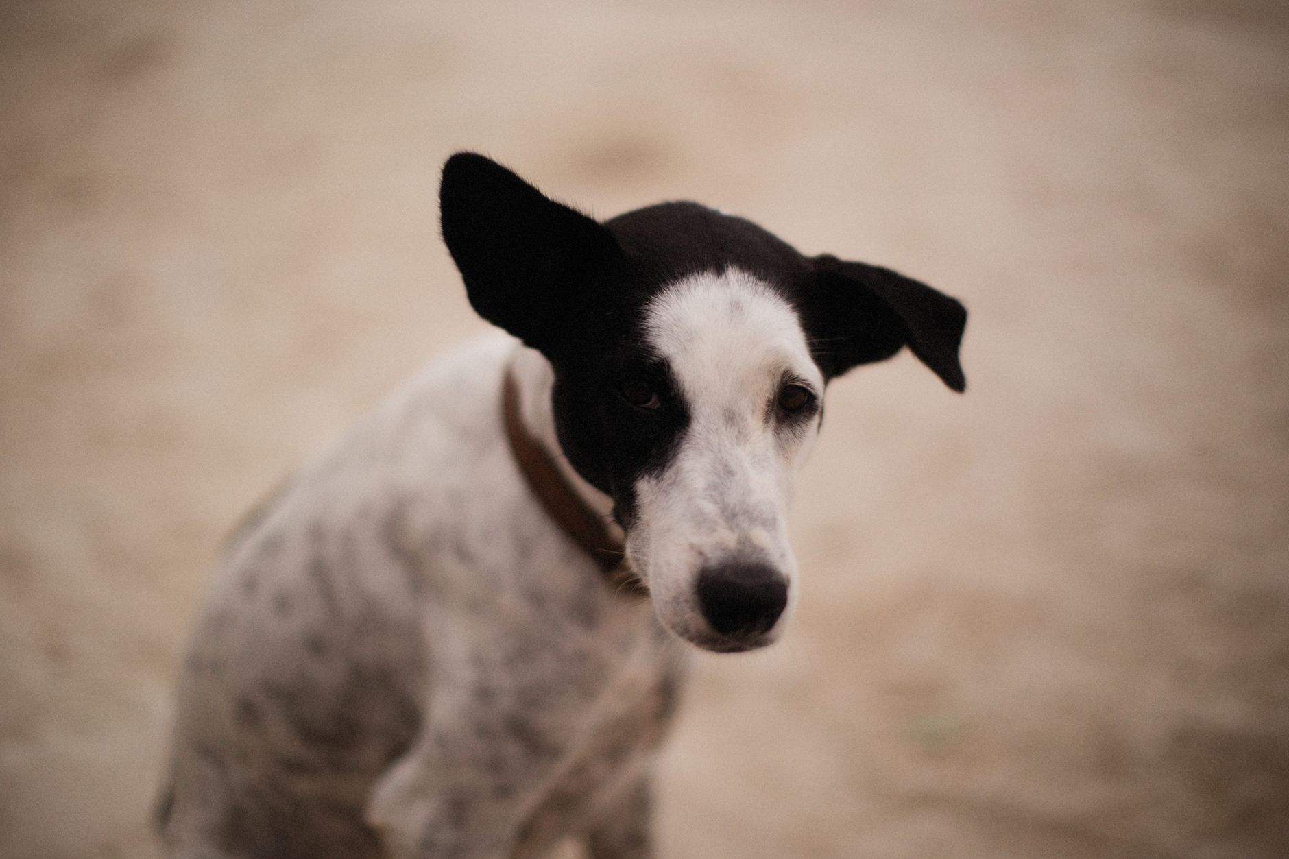 Portrait of a dog at a veterinary clinic