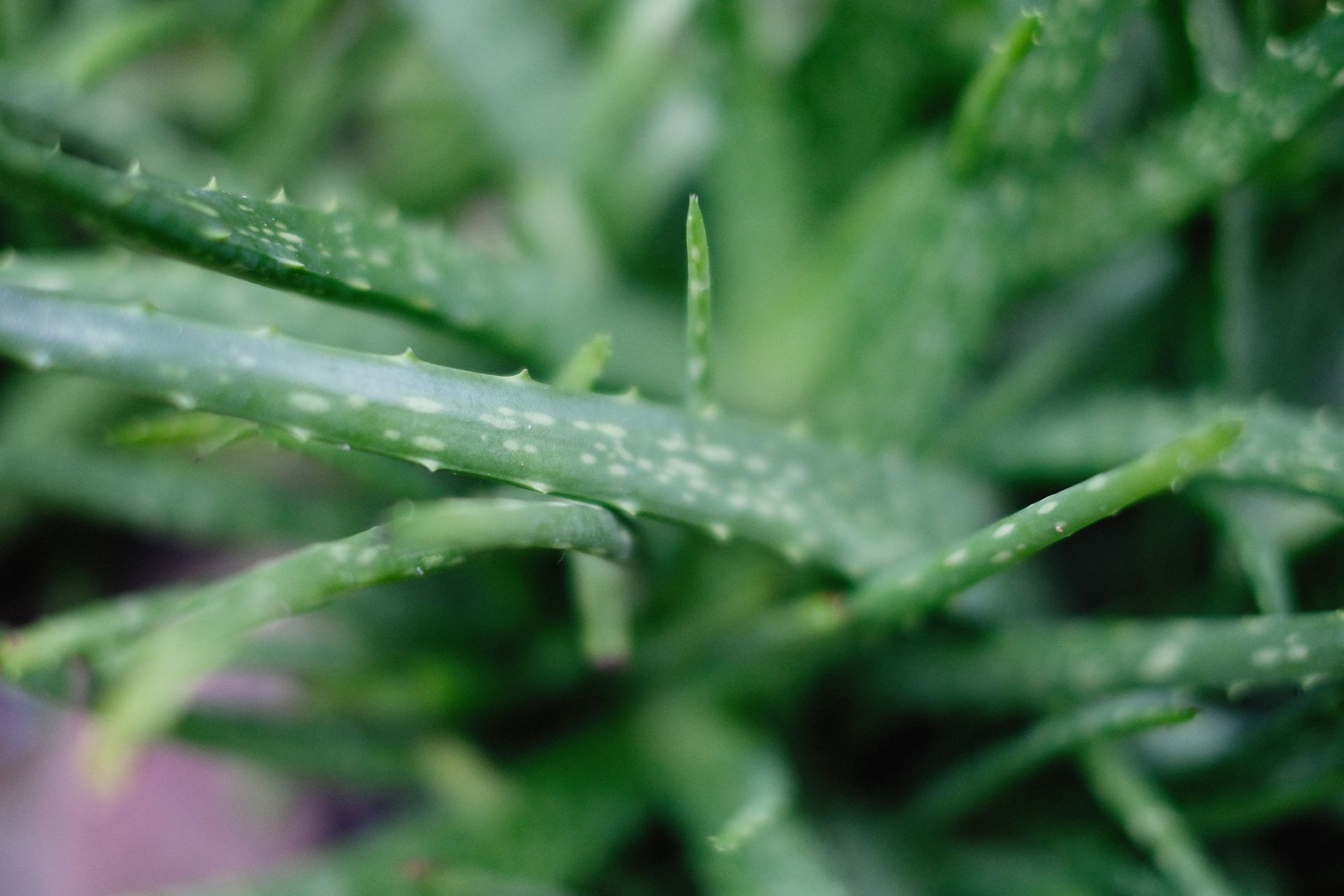 Selective Focus of Aloe Vera Plant