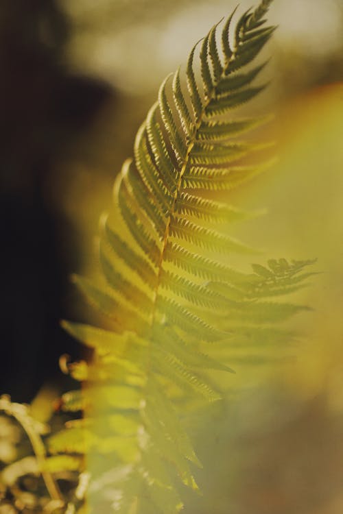 Free Close Up Photo of Green Fern Leaves Stock Photo