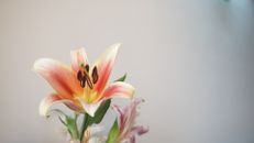 户外，一朵充满活力的粉红色百合花正盛开着，花瓣细腻，色彩鲜艳
