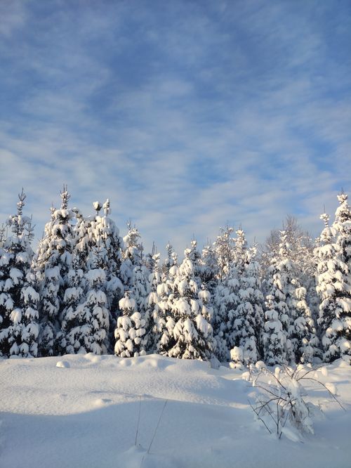 Free A serene view of snow-laden evergreen trees under a cloudy winter sky in Bikalikha, Russia. Stock Photo