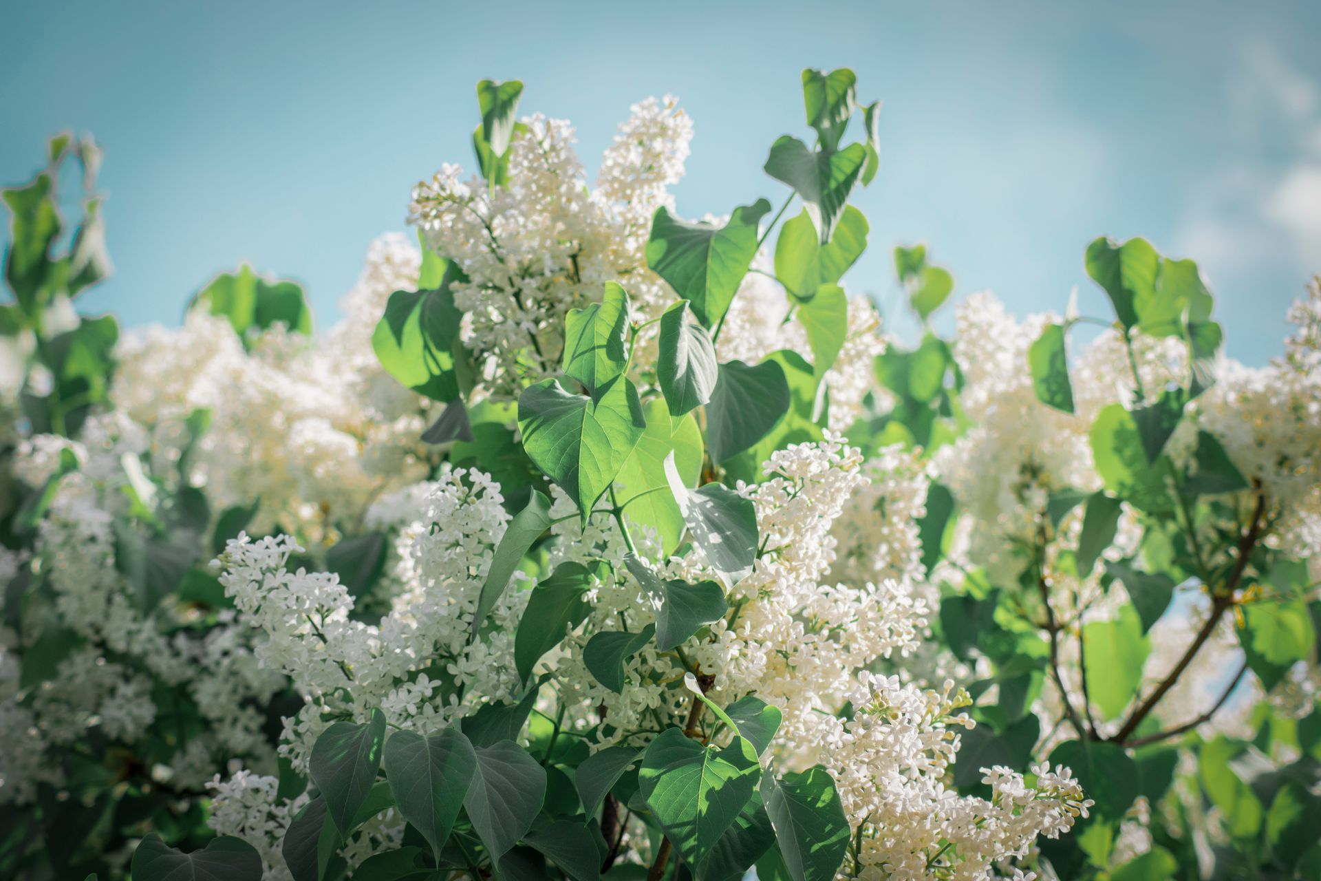 Vibrant white lilac flowers in full bloom against a bright blue sky, capturing the essence of spring.
