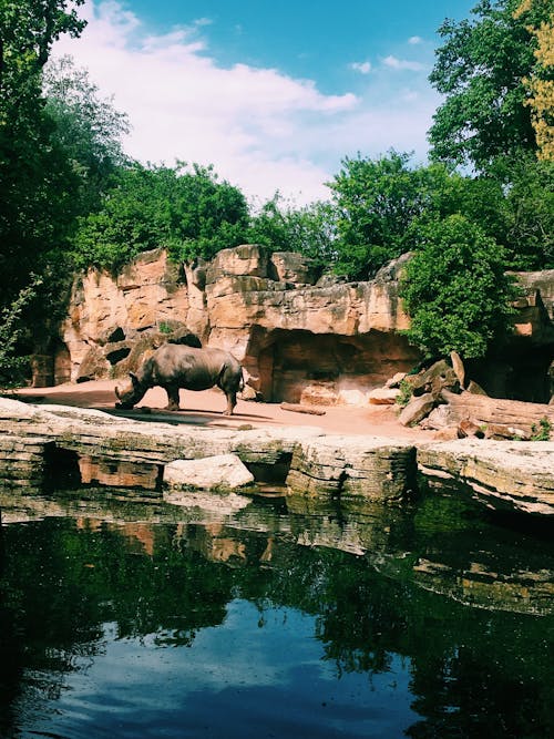 Photography of Rhinoceros Near Body of Water