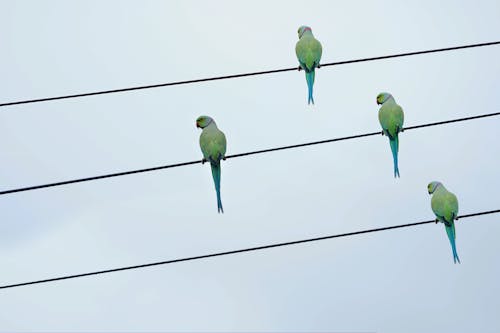 Green Parrots on Electric Wires