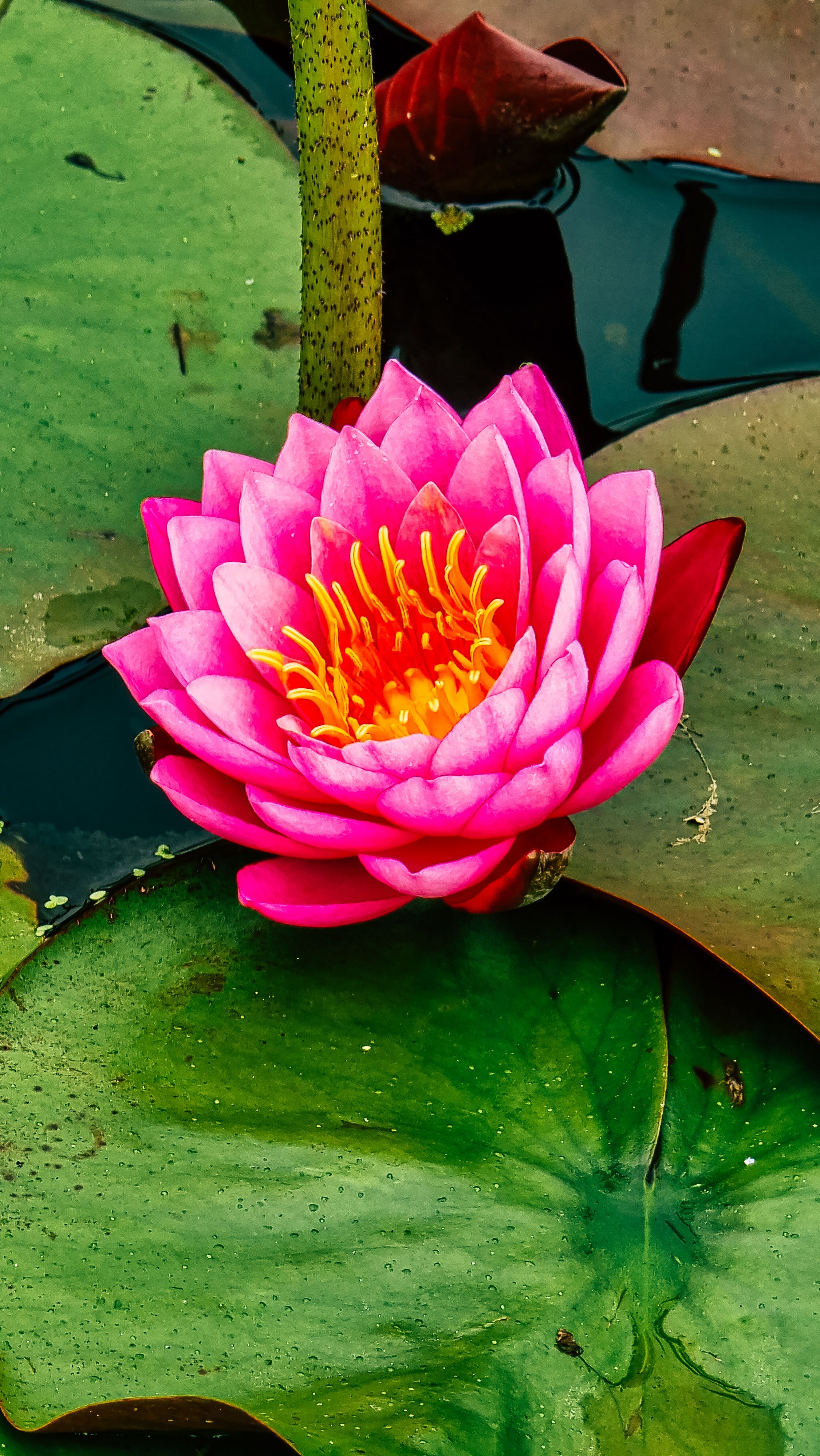 A Pink Water Lily Floating on Water · Free Stock Photo