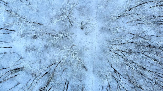 A bird's-eye view of snow-covered trees in winter, showcasing a serene natural landscape.