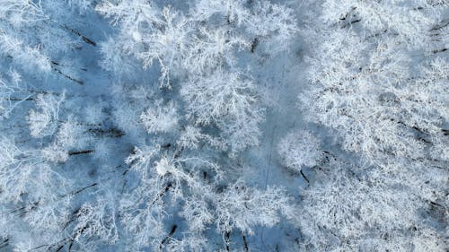 An Aerial Photography of a Snow Covered Forest