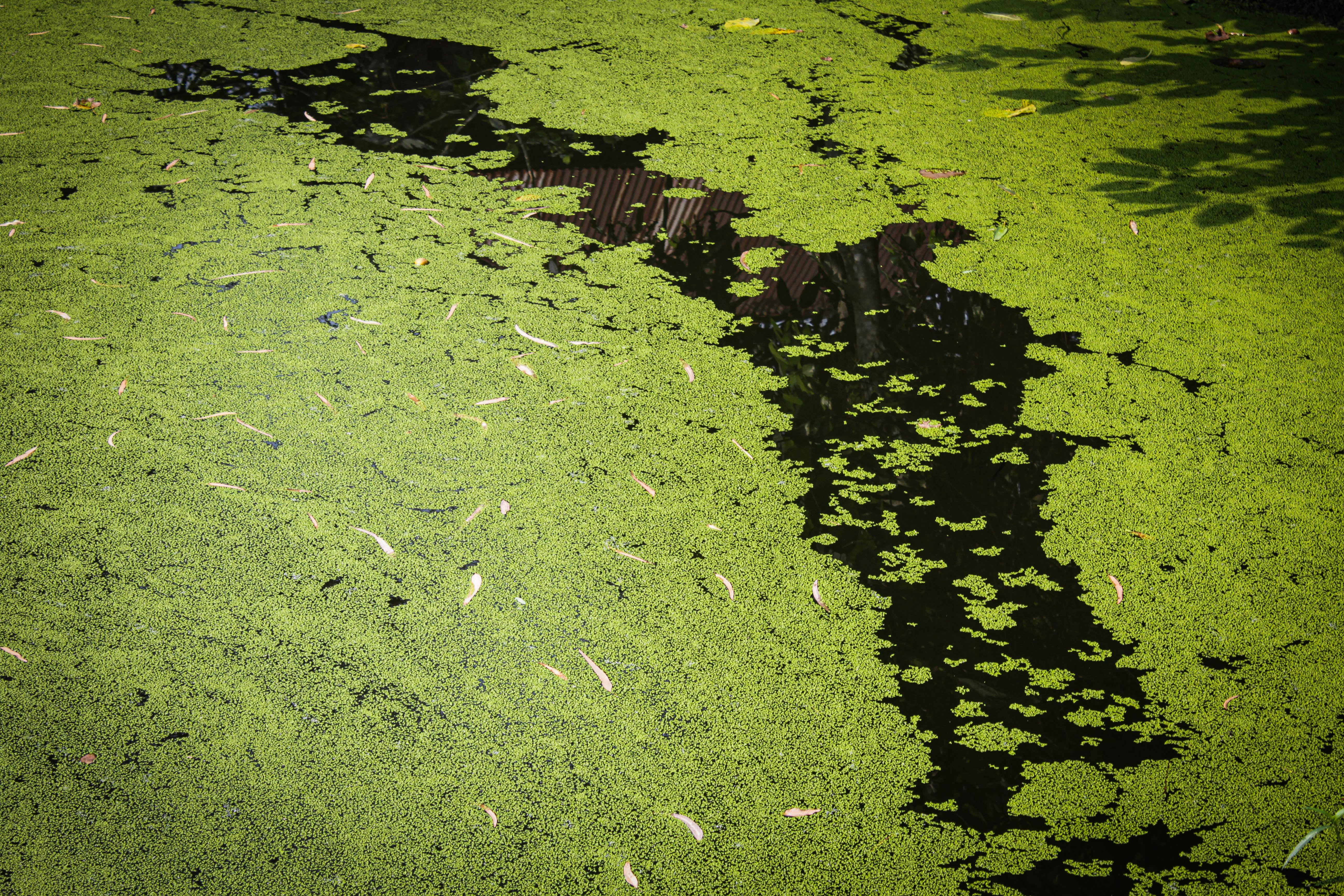 Ponds With No Visible Algae