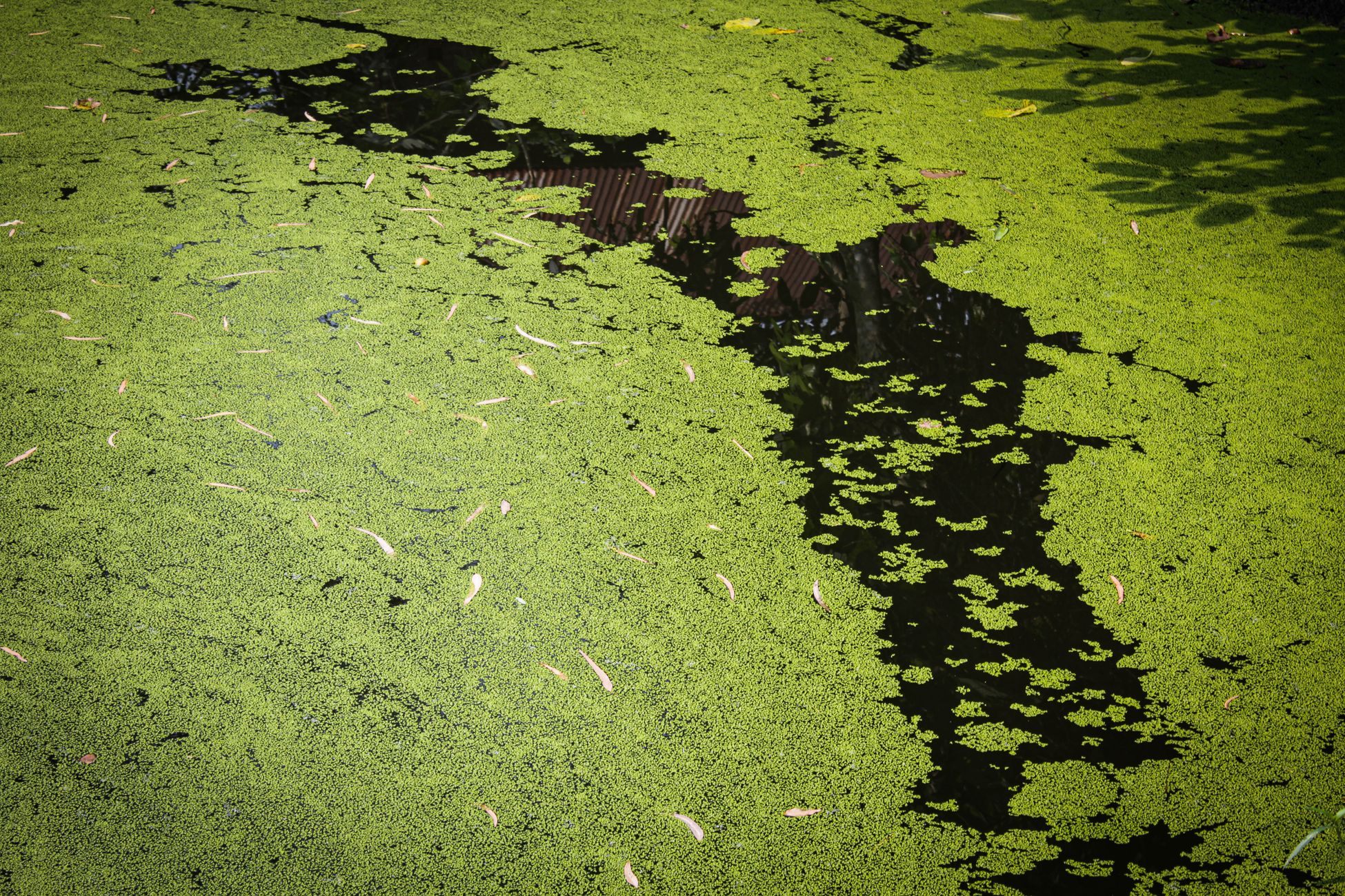 Interior Secretary Burgum Addresses Reflecting Pool Algae