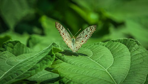 бесплатная Бесплатное стоковое фото с антенны, бабочка, беспозвоночный Стоковое фото