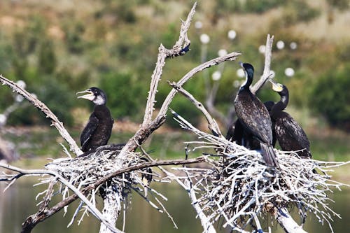 бесплатная Крупный план черных птиц, сидящих на ветке Стоковое фото