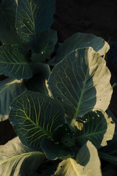 Detailed view of cabbage leaves showcasing veins and natural texture in an outdoor field.