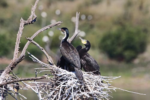 Selective Focus Photography of Three Cormorants Perched on Nest