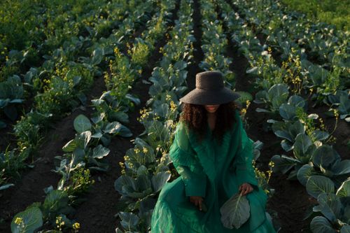 Free A woman in a green dress and hat sits among rows of cabbage in a field at sunset. Stock Photo