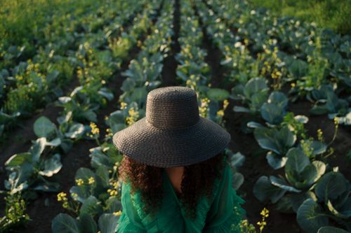 Free Woman with hat in green dress standing in a cabbage field at sunset. Stock Photo
