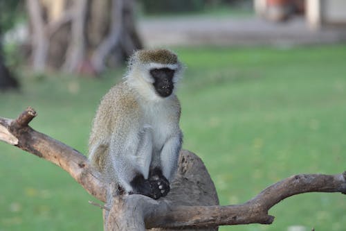 Selective Focus of a Vervet Monkey Sitting on Tree Branch