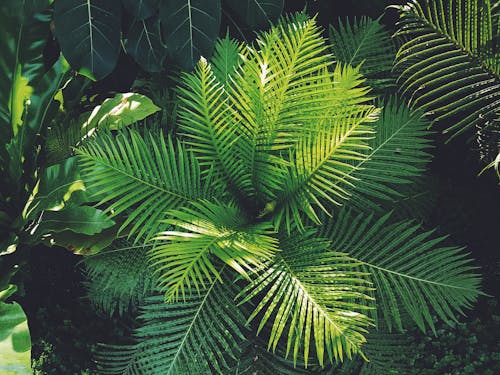 Фотография растений