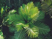 柏林花园郁郁葱葱，其中充满活力的绿色蕨类植物展现了大自然的美丽