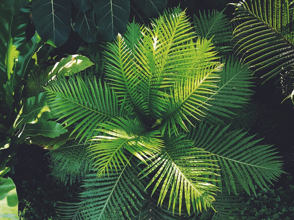 Photographie De Plantes