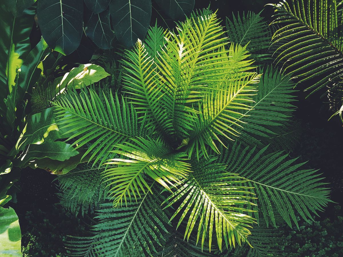 Nature apaisante