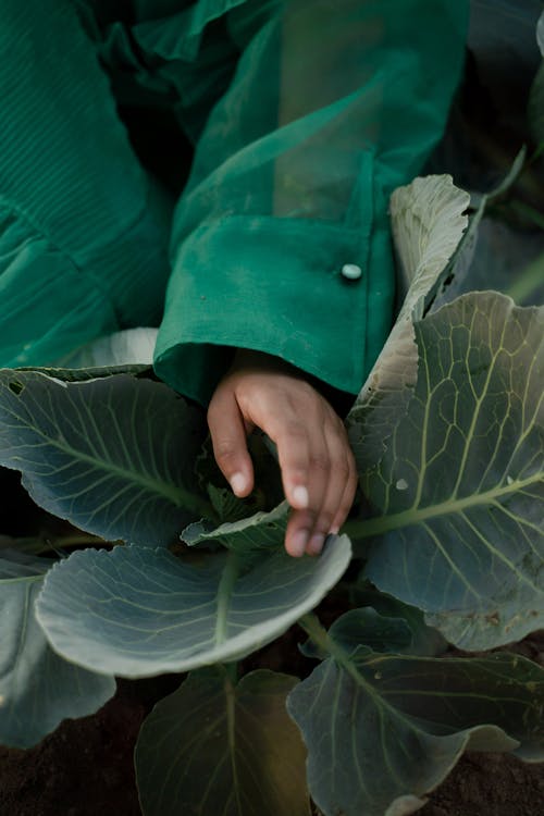 Unrecognizable Female Hand Touching Cabbage Leaf