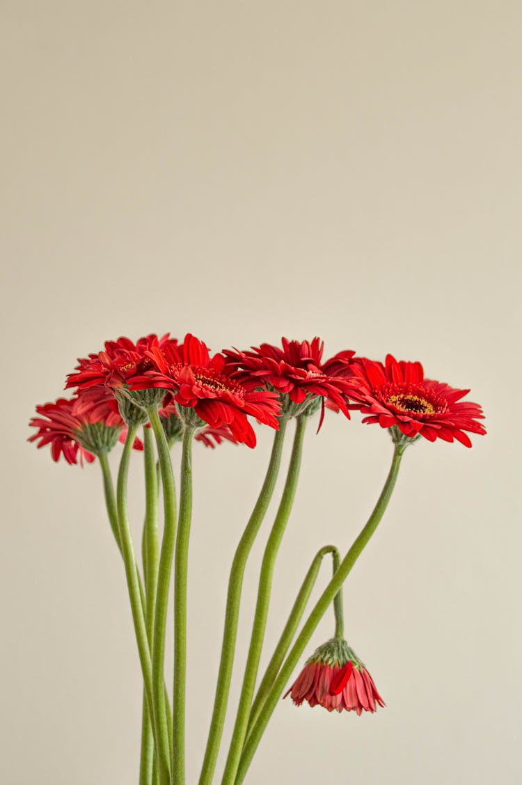 Bunch Of Red Cut Flowers With One Bending