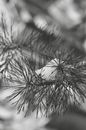 Grayscale Photo of Plant With Water Droplets