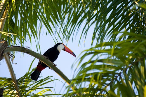 Low Angle Shot of a Toucan on Tree Branch