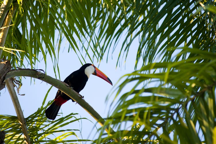 Low Angle Shot Of A Toucan On Tree Branch