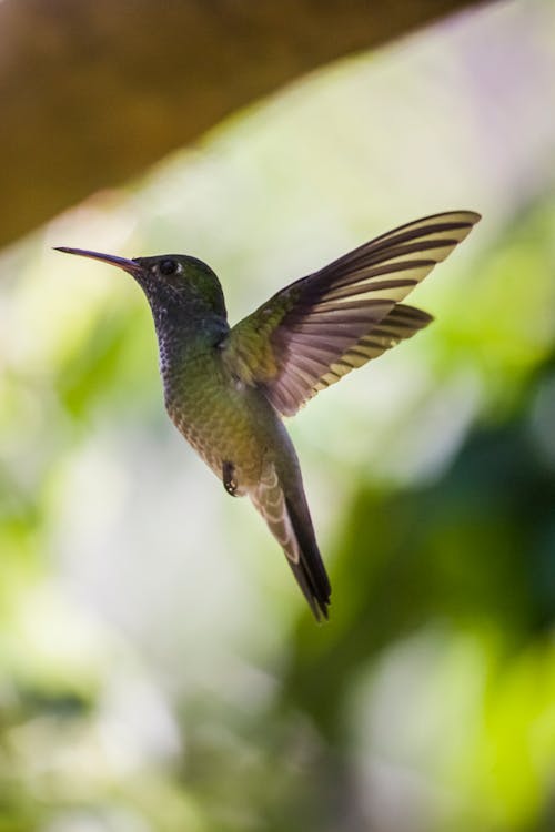 Imagine de stoc gratuită din a închide, atenție superficială, colibri