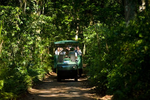 Free People Riding in a Cart in the Middle of the Forest Stock Photo