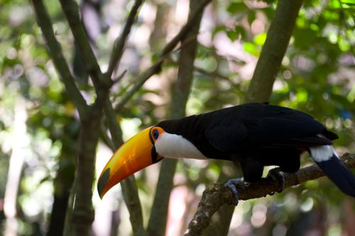 Free A vibrant toucan with a striking beak perched on a tree branch in a lush forest setting. Stock Photo