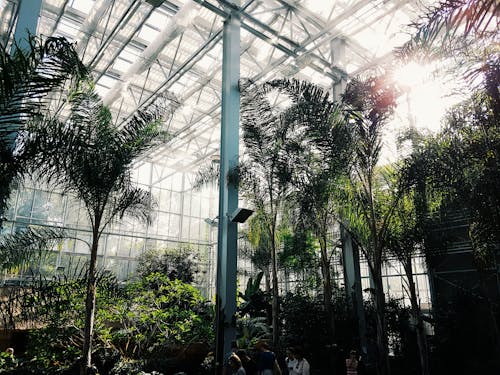 Fotobanka s bezplatnými fotkami na tému botanika, palmy, tropický
