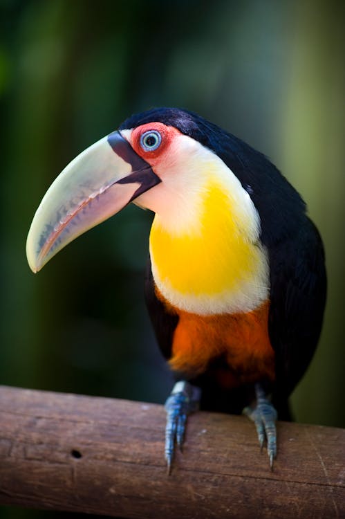 Colourful Toucan Sitting on Wooden Bar