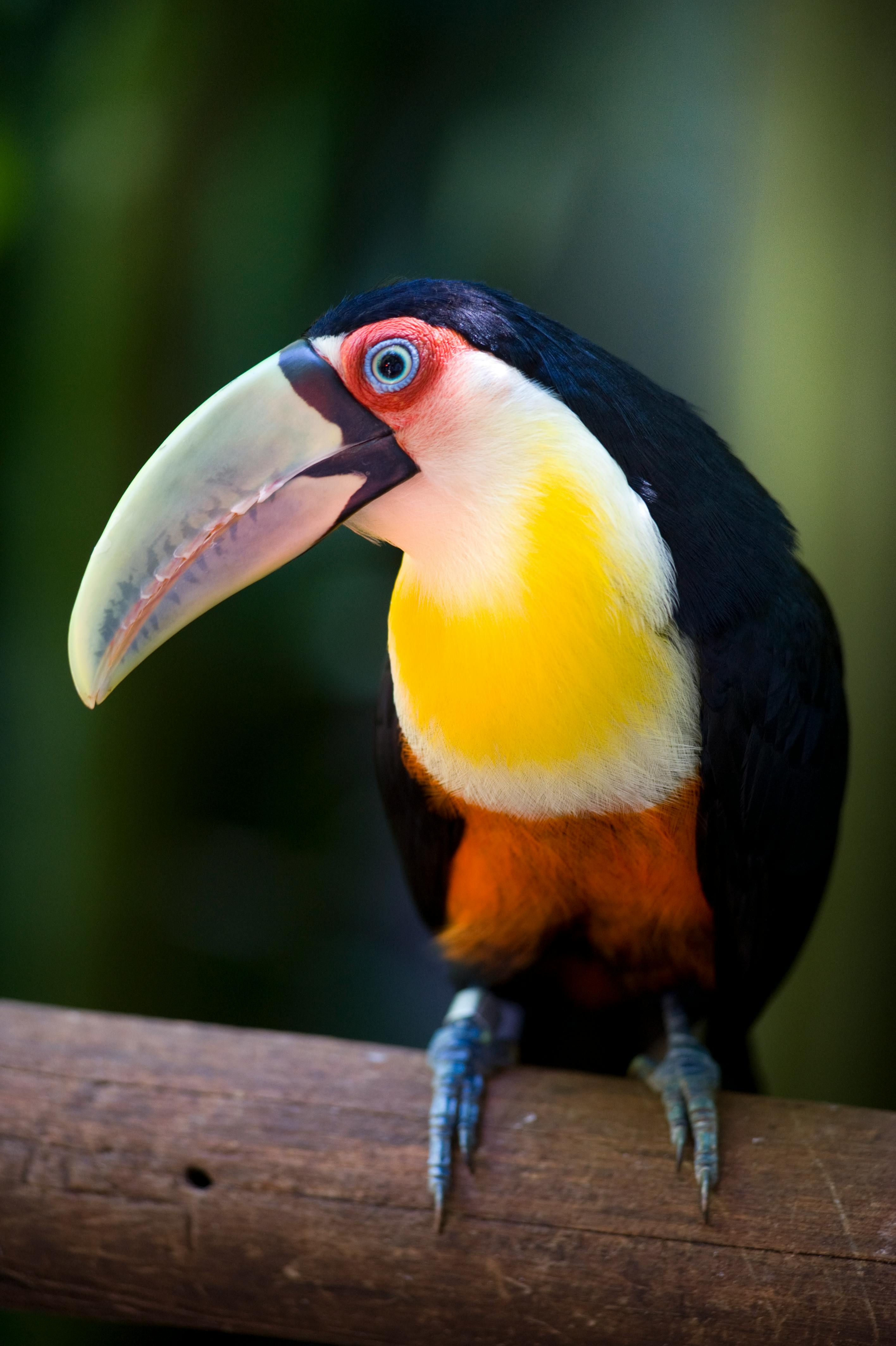 Toucan Photos, Download The BEST Free Toucan Stock Photos & HD Images