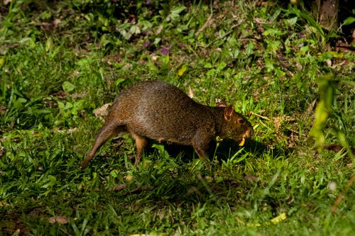 Free Close-up of an agouti in its natural habitat, showcasing its wild beauty and lush environment. Stock Photo