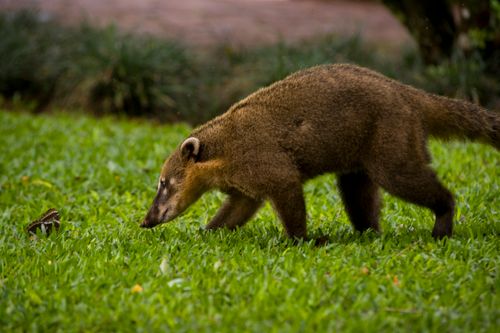 Free A coati walking through lush green grass in a natural setting, showcasing wildlife behavior. Stock Photo