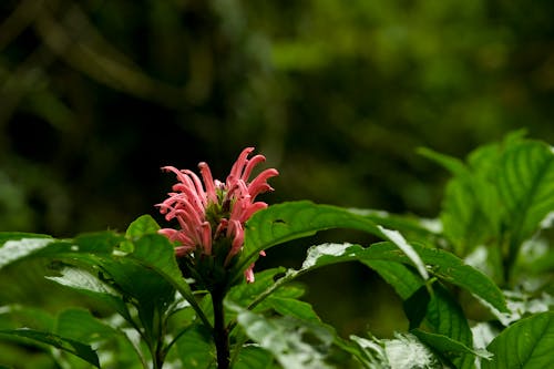 Flamingo Flower in Tilt Shift Lens