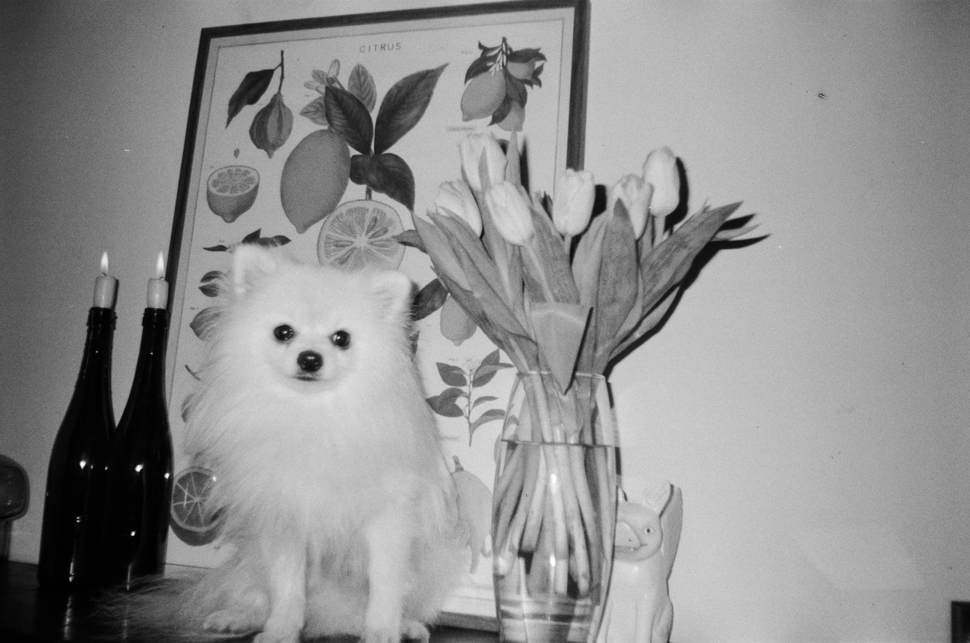 White Pomeranian Puppy Sitting Beside a  Flower Vase and Lighted Candles