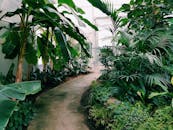 沿着柏林的温室小径，两旁的热带植物生机盎然